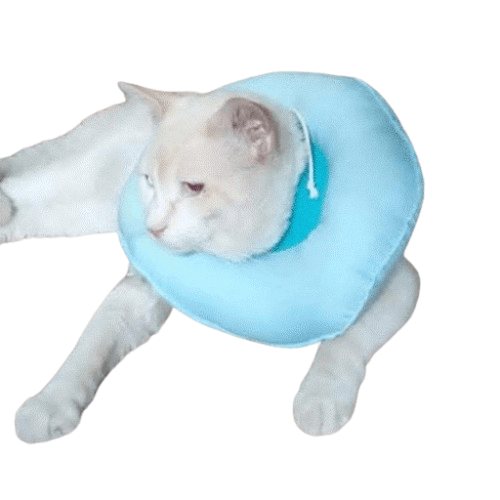 Dona Isabelina GATO o PERRO hasta 5 KG