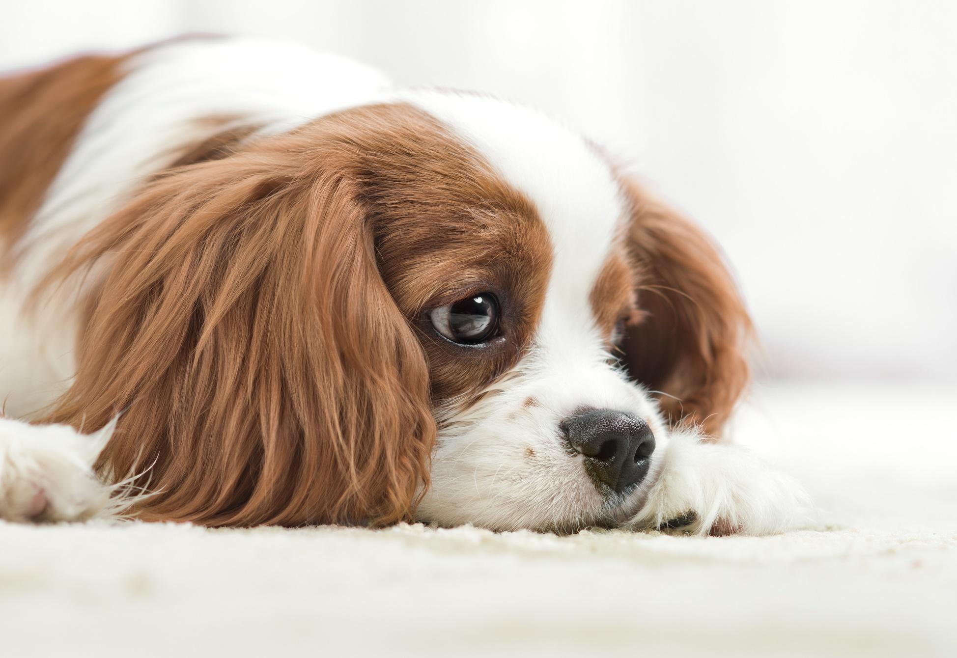 Cuidados de tus perros en días fértiles