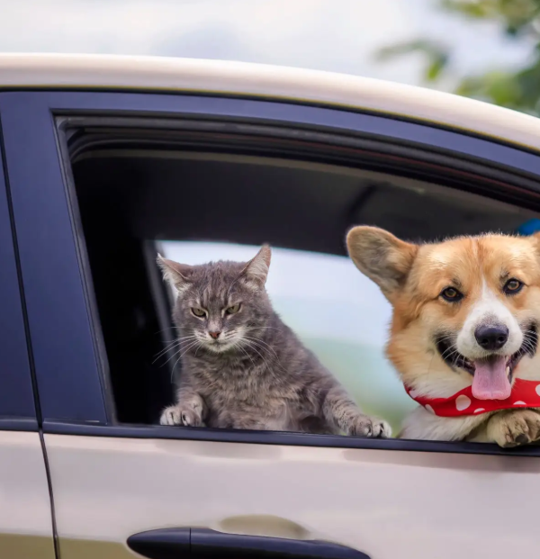 ¡Viajar con tu mascota nunca fue tan fácil!