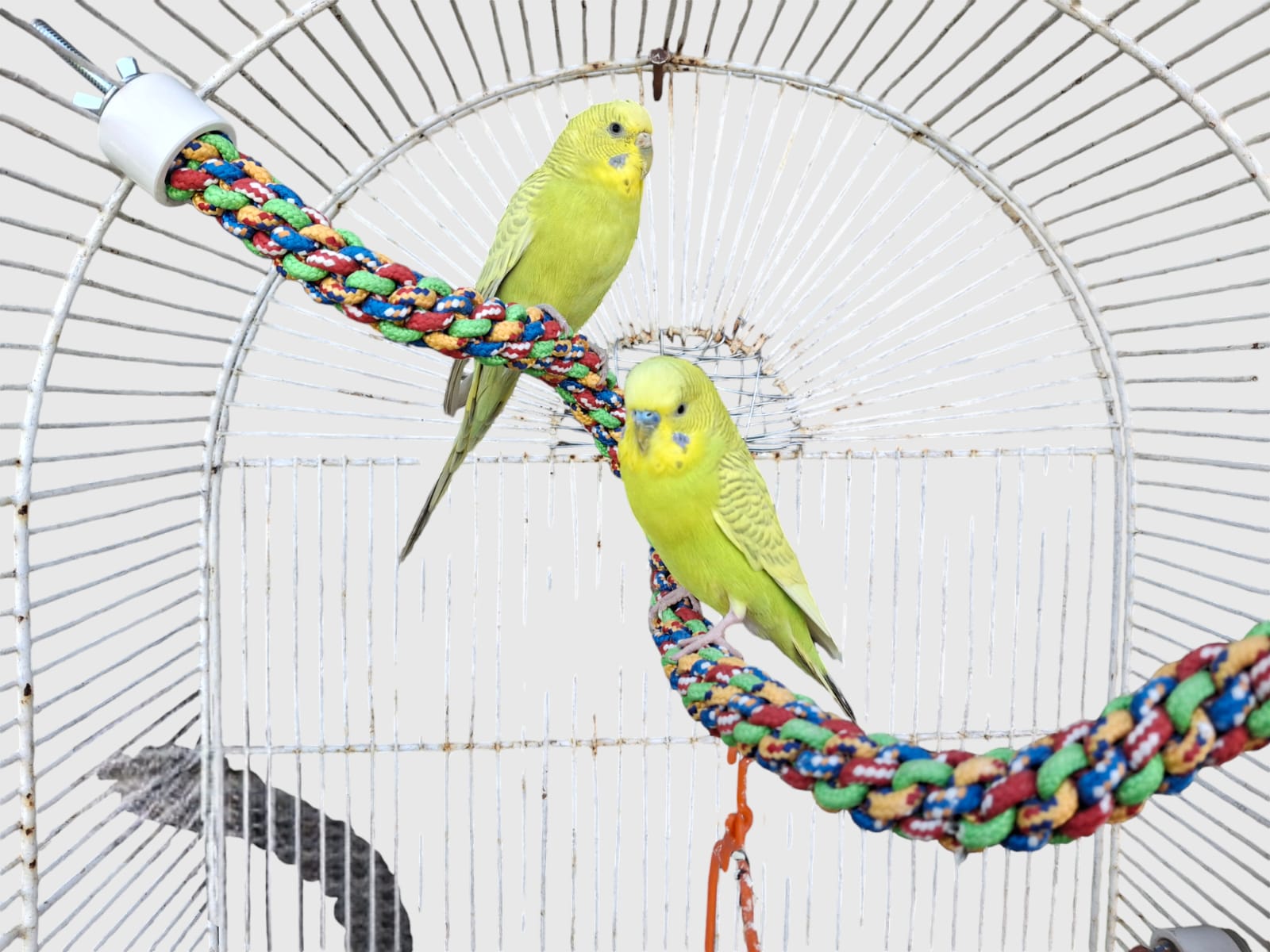 perchero para loros y pericos