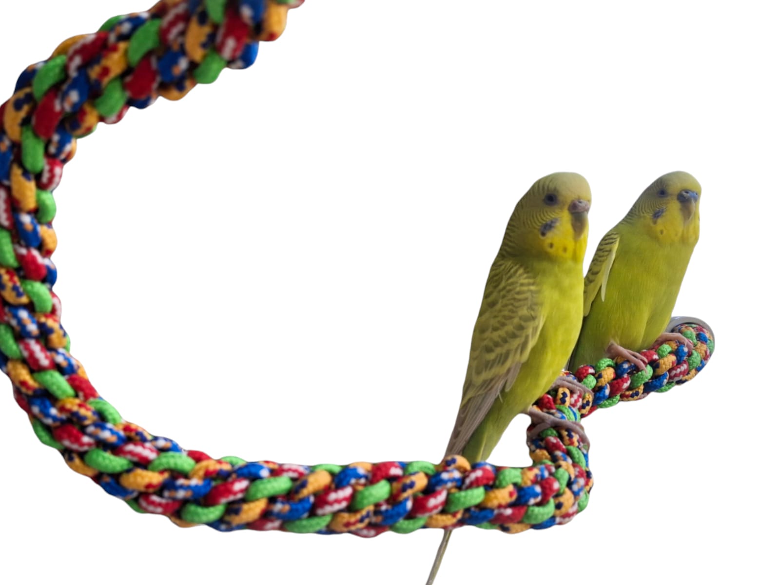 perchero para loros y pericos