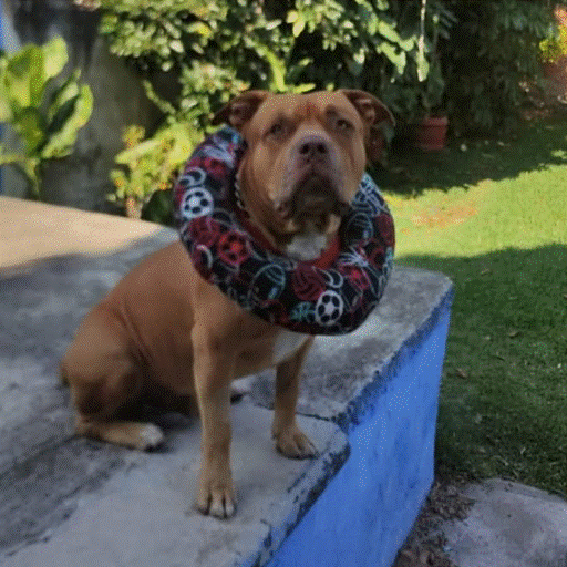 Dona Isabelina PERROS hasta 15 KG