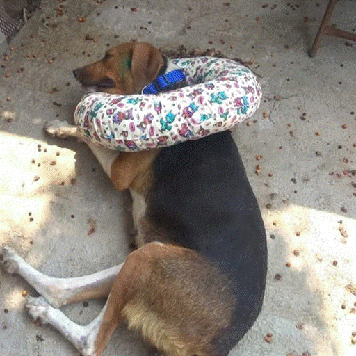 Dona Isabelina PERROS hasta 25 KG